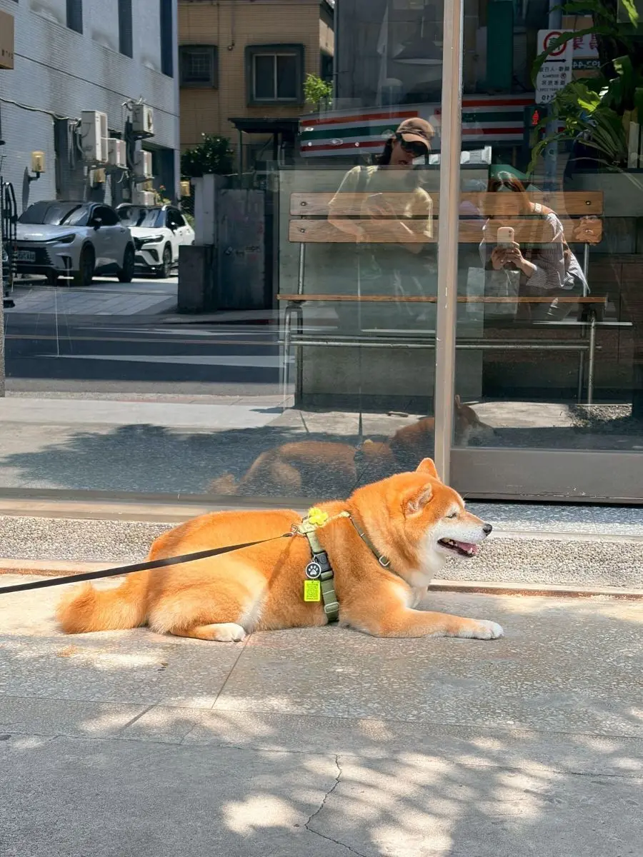 台北の犬