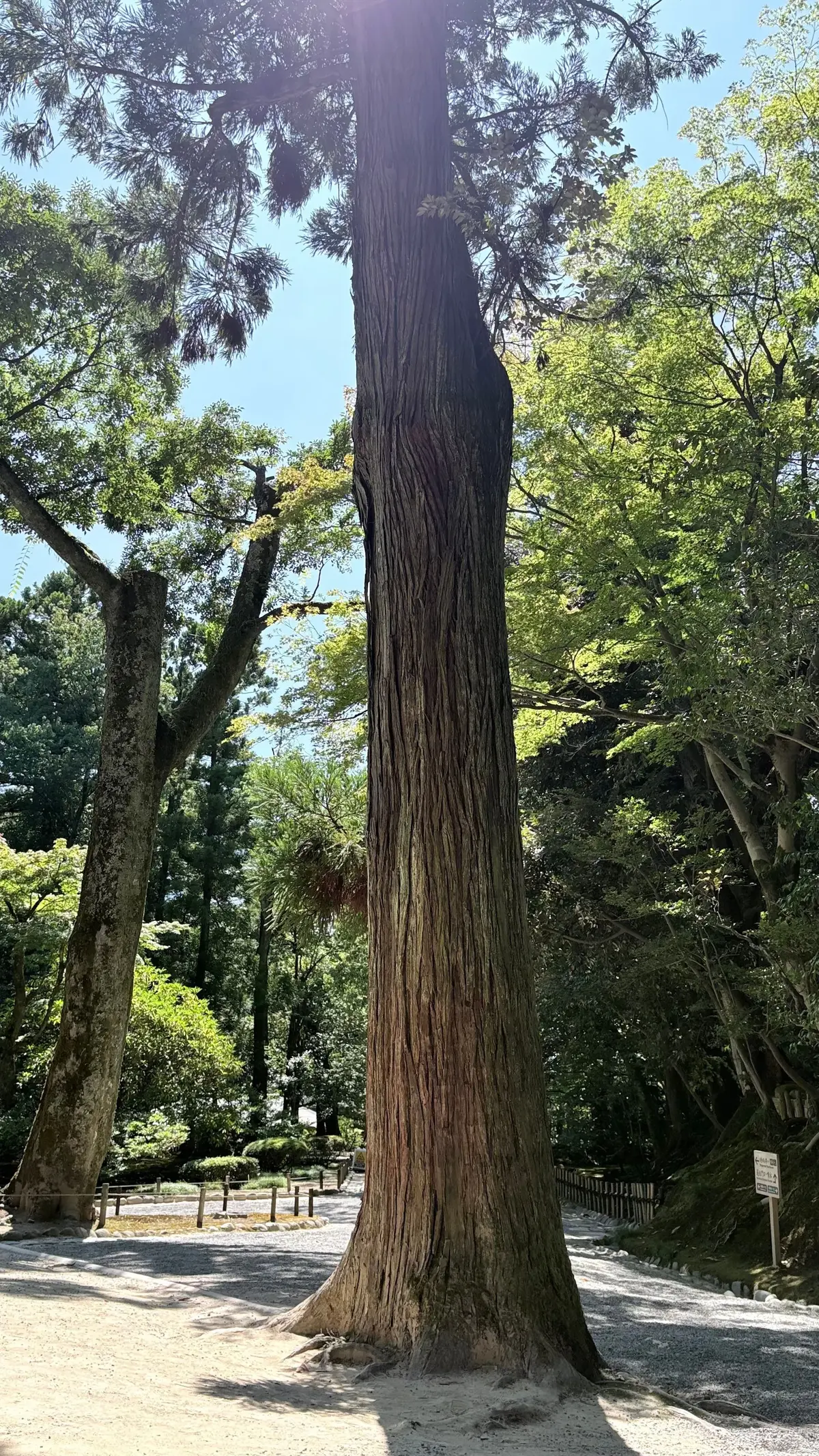 中央に高くそびえる木が目立つ、緑豊かな公園の風景。木は幹が太く、上部には緑の葉が生い茂っている。周囲には他の木々や緑の植物が茂り、背景には青空が広がっている。地面は砂利敷きになっている。
