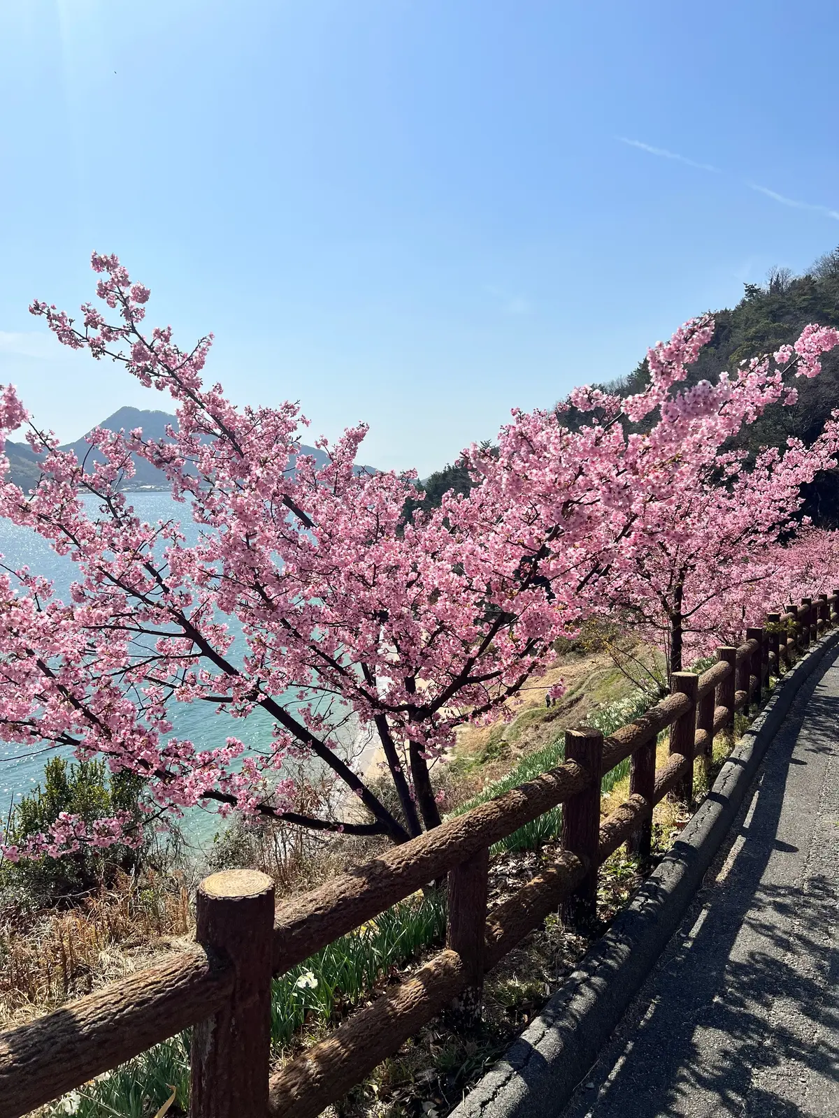 UNIQLOバレルパンツで河津桜、春の大の画像_1