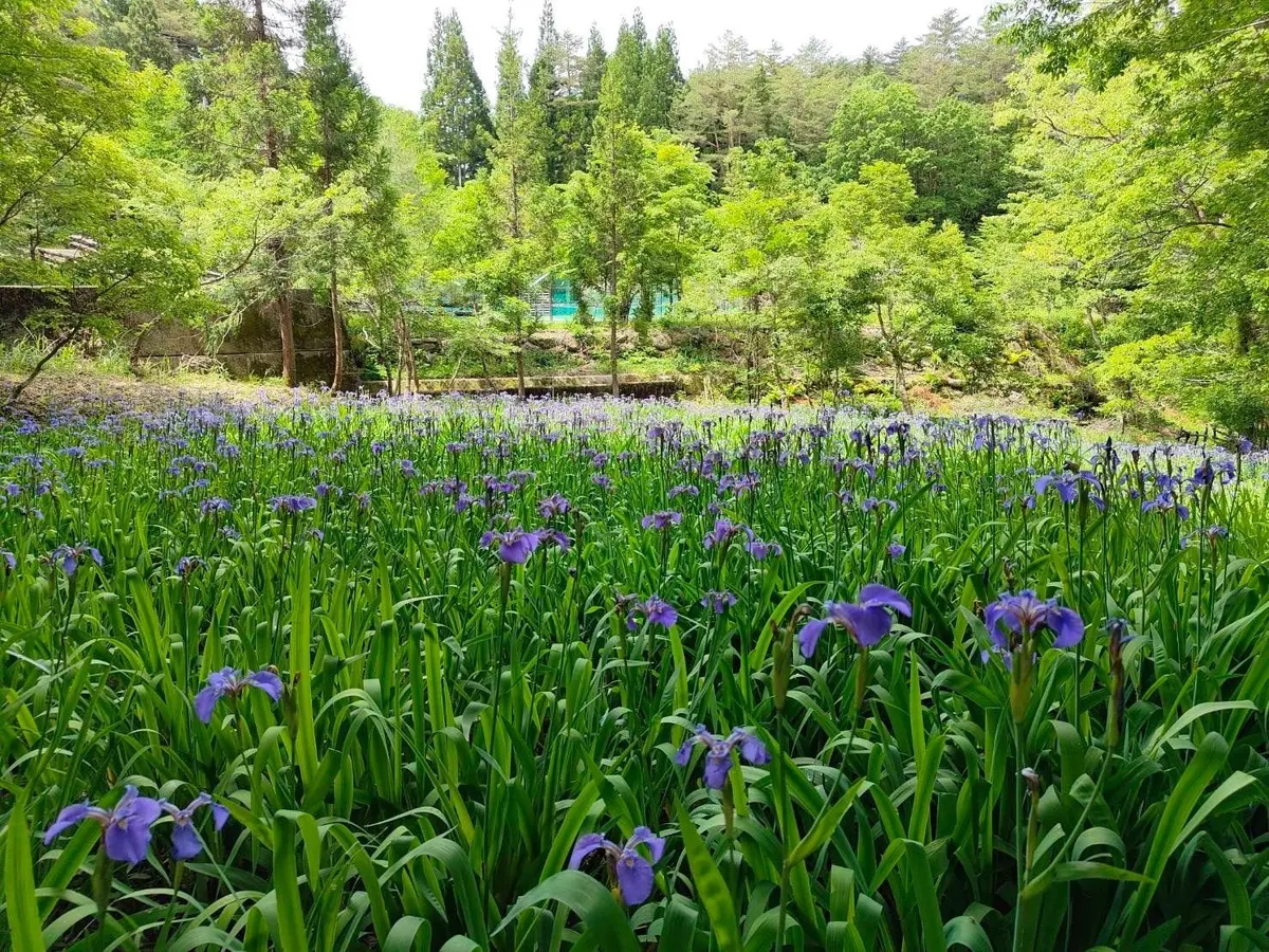 青紫のアイリスが密集して咲く花畑で、緑豊かな木々が背景に広がる自然風景
