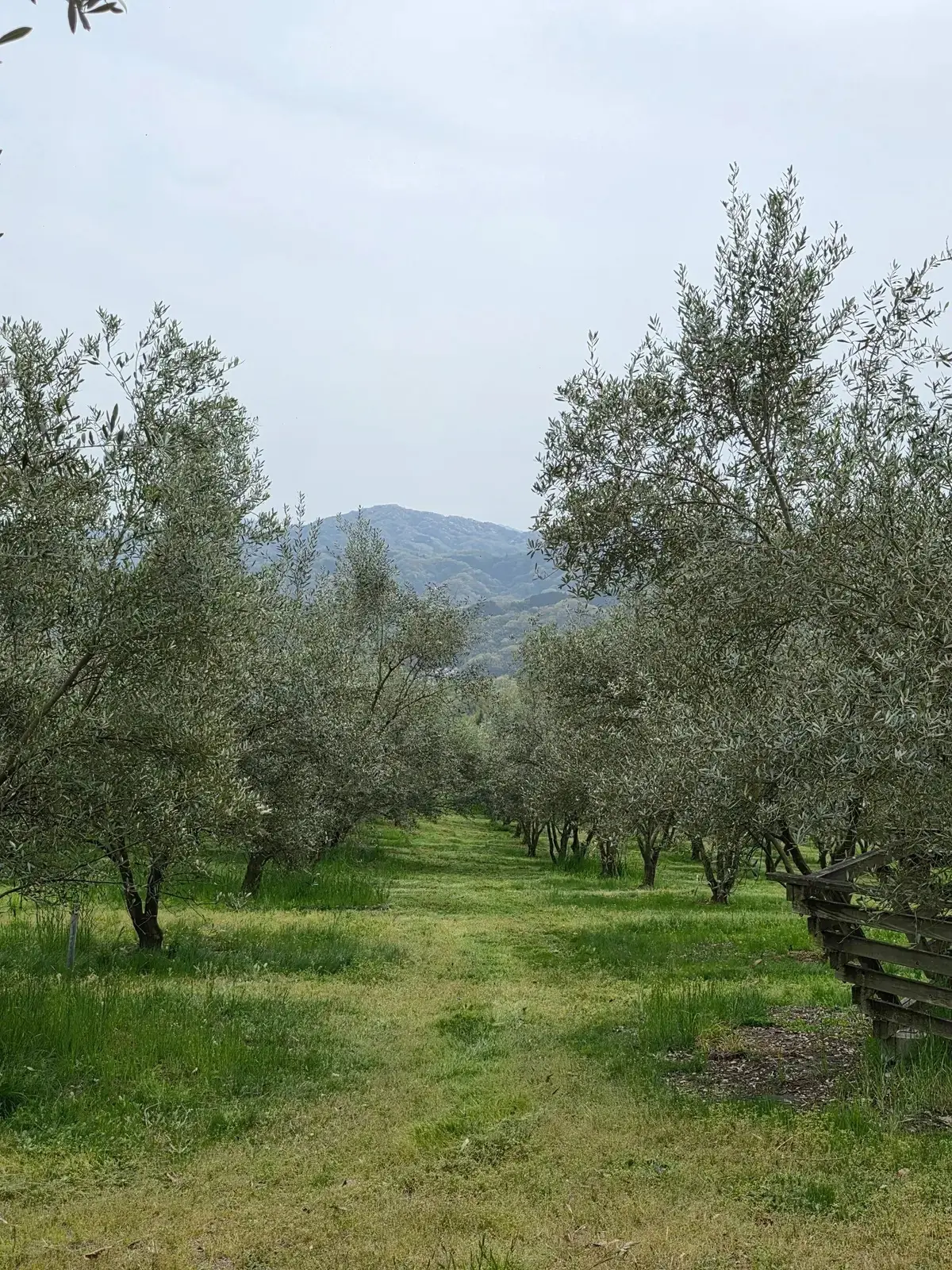 オキオリーブガーデンカフェ