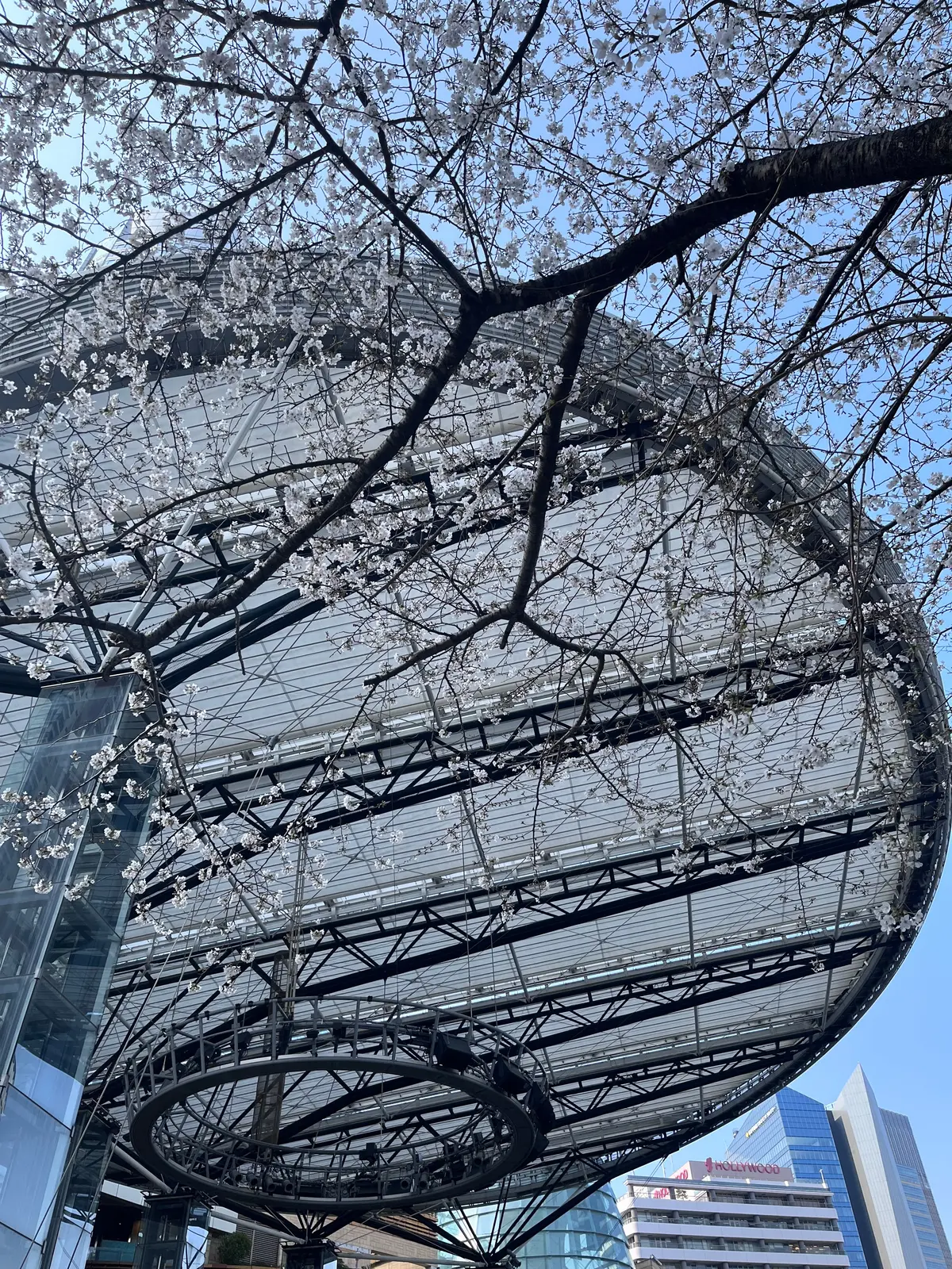 念願のお花見🌸🌸🌸の画像_18