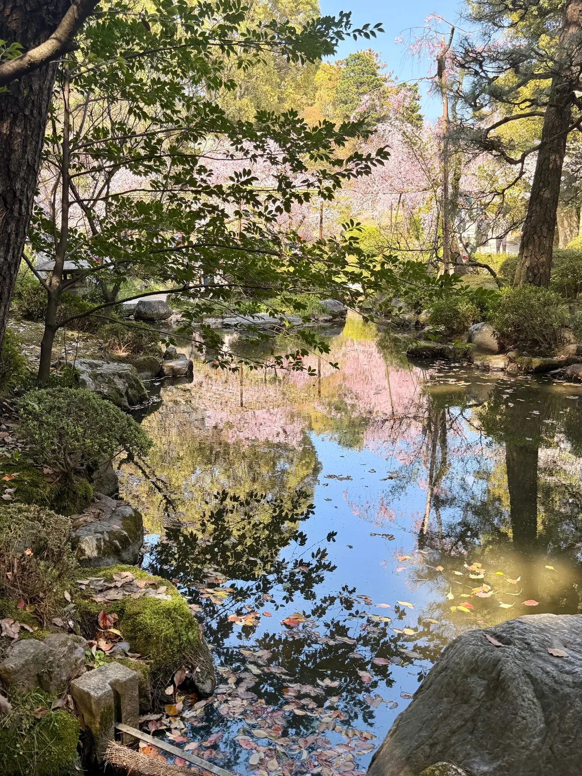 京都、桜さんぽ。満開の桜は天国のよう～平の画像_5
