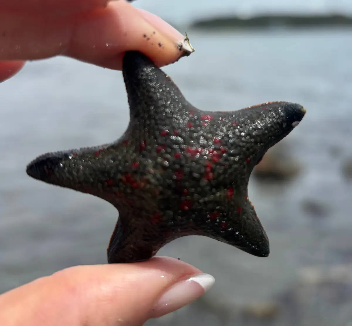 海の公園で潮干狩り。のんびりとした週末の画像_2