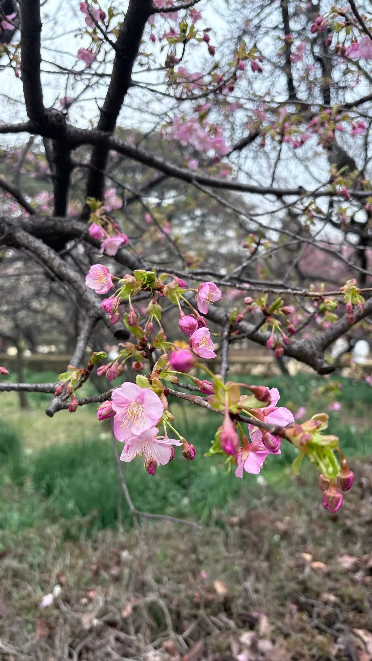 GUワントーンコーデで新宿御苑への画像_14