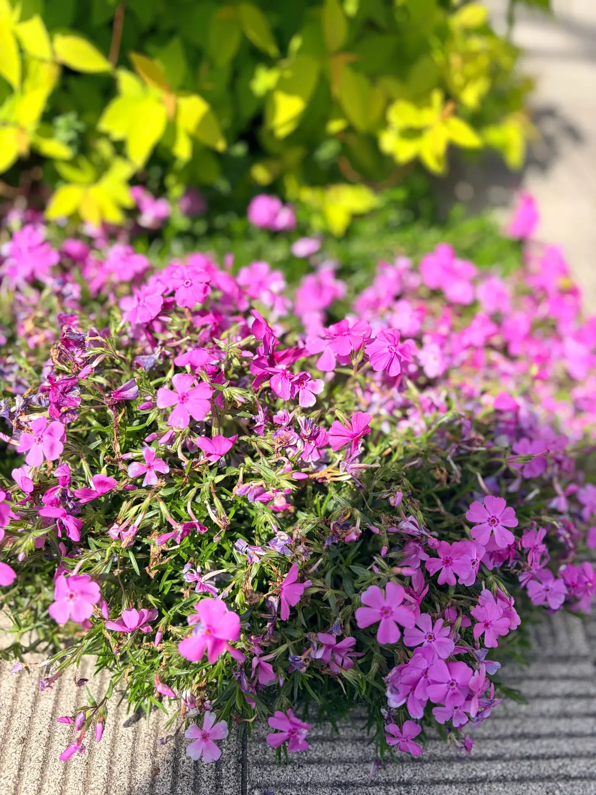 春らしい“デニム×ジャケット”でアラフィの画像_7