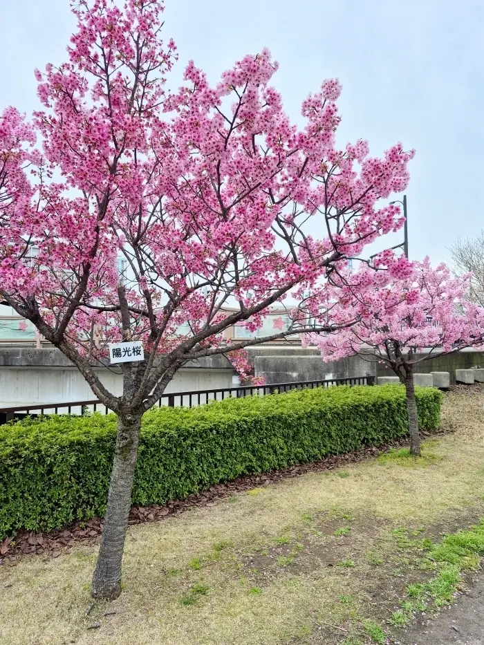 【富山・春旅】Vol.2 「世界一美しいの画像_6