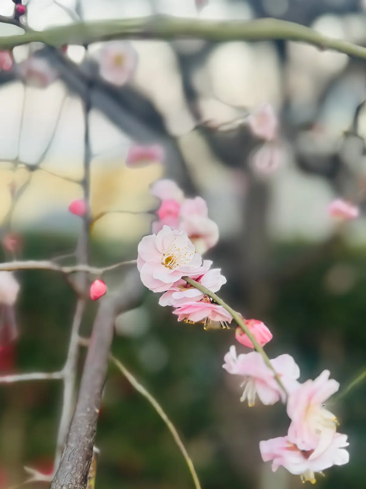 ユニクロのカシミヤ小物が主役！冬のお散歩の画像_8