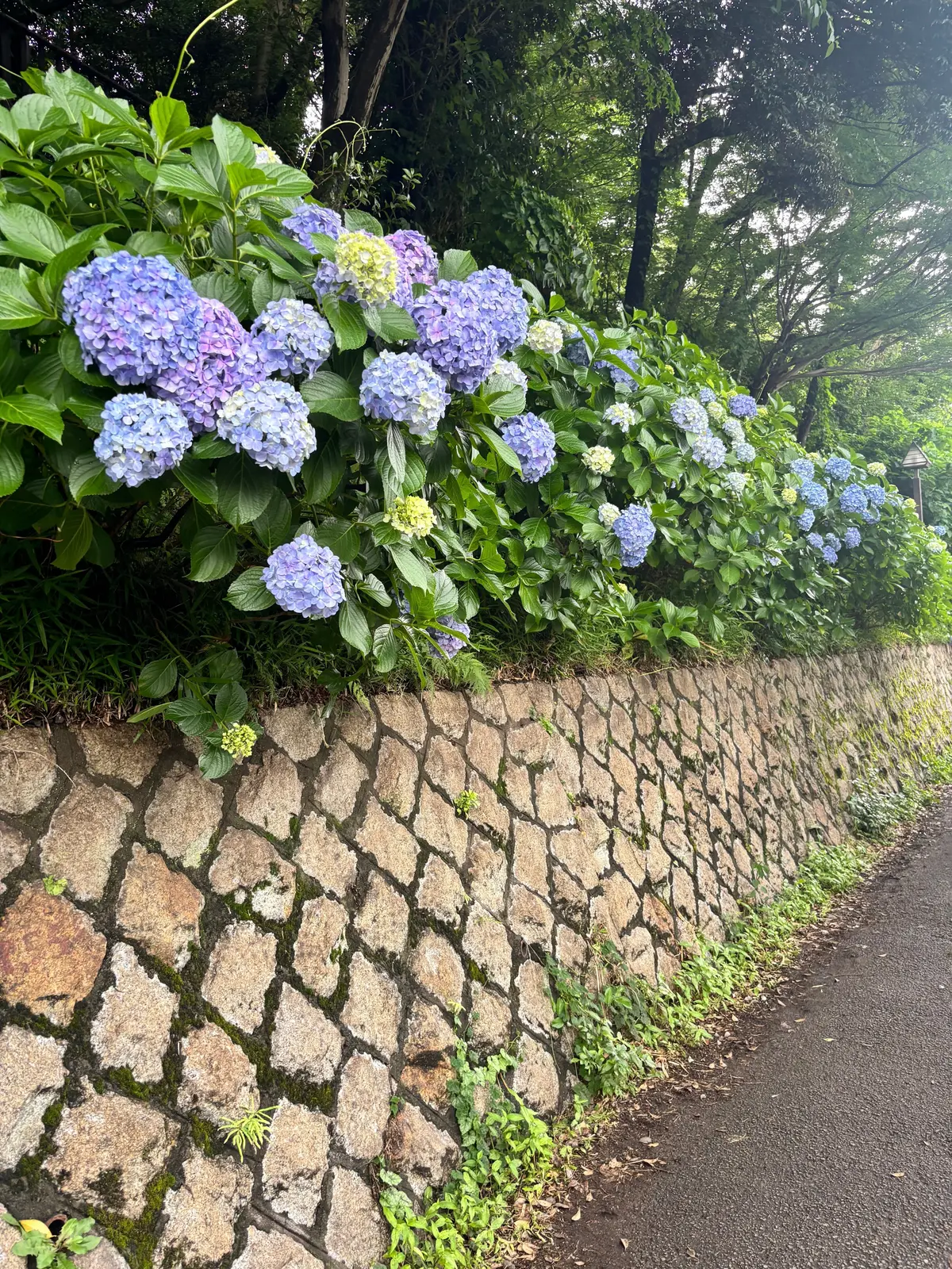 飛鳥の小径の紫陽花
