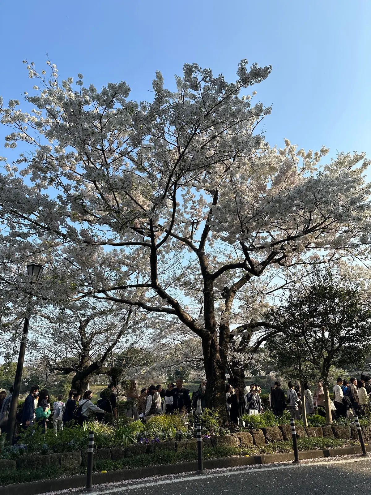 お花見　桜　九段下　千鳥ヶ淵　桜　2026　千代田のさくらまつり