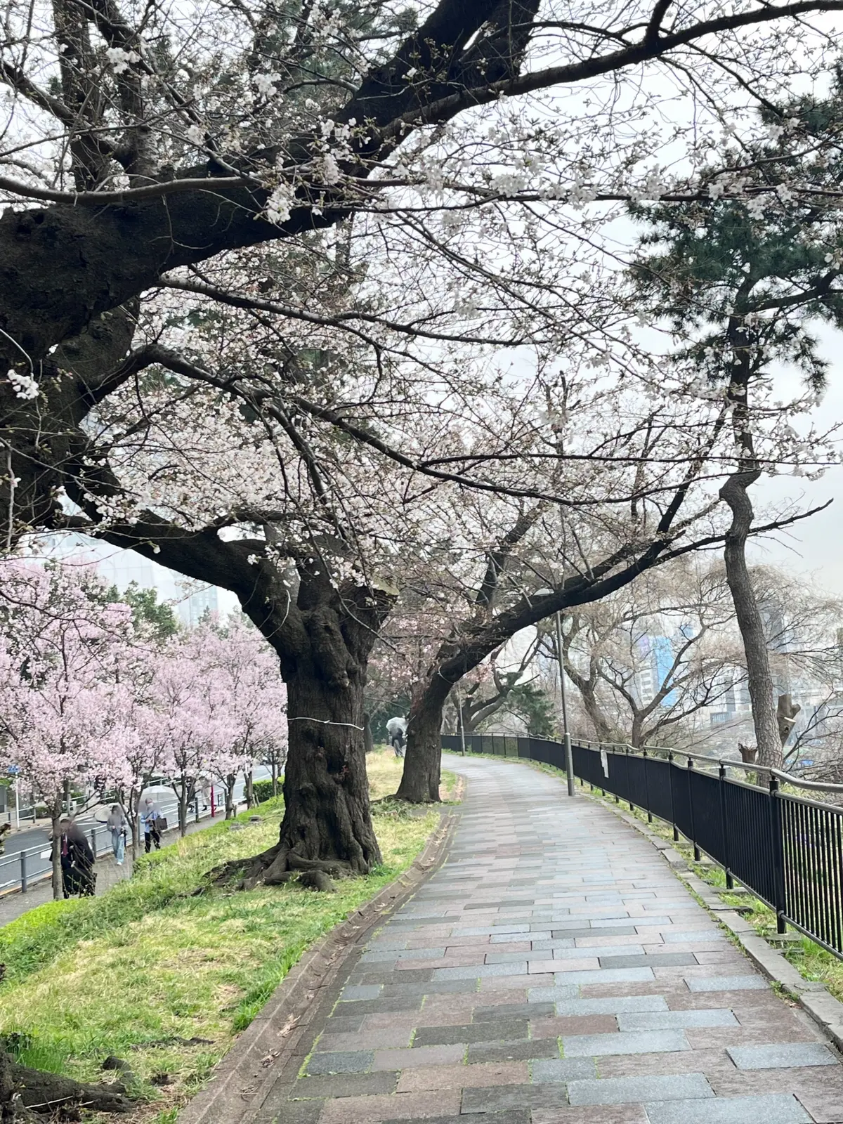 やっぱりかき氷も〝桜🌸〟＆いろいろなことの画像_18