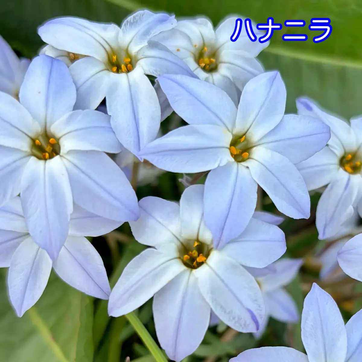 ときめく散歩道の画像_5