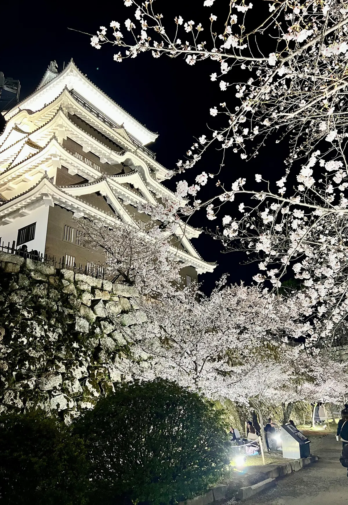 福山城の夜桜と絶品尾道ラーメンの画像_4