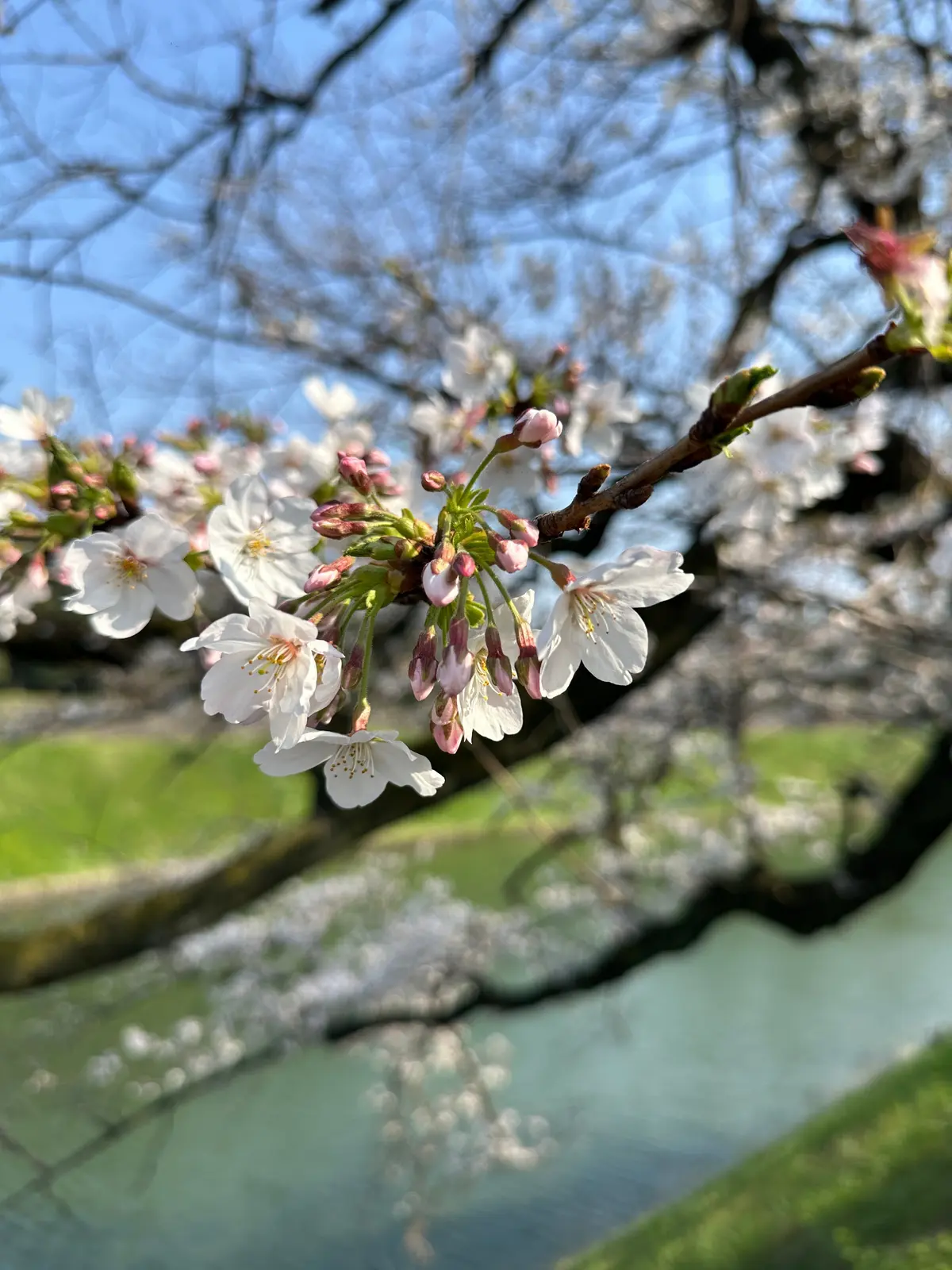 お花見　桜　九段下　千鳥ヶ淵　桜　2026　千代田のさくらまつり