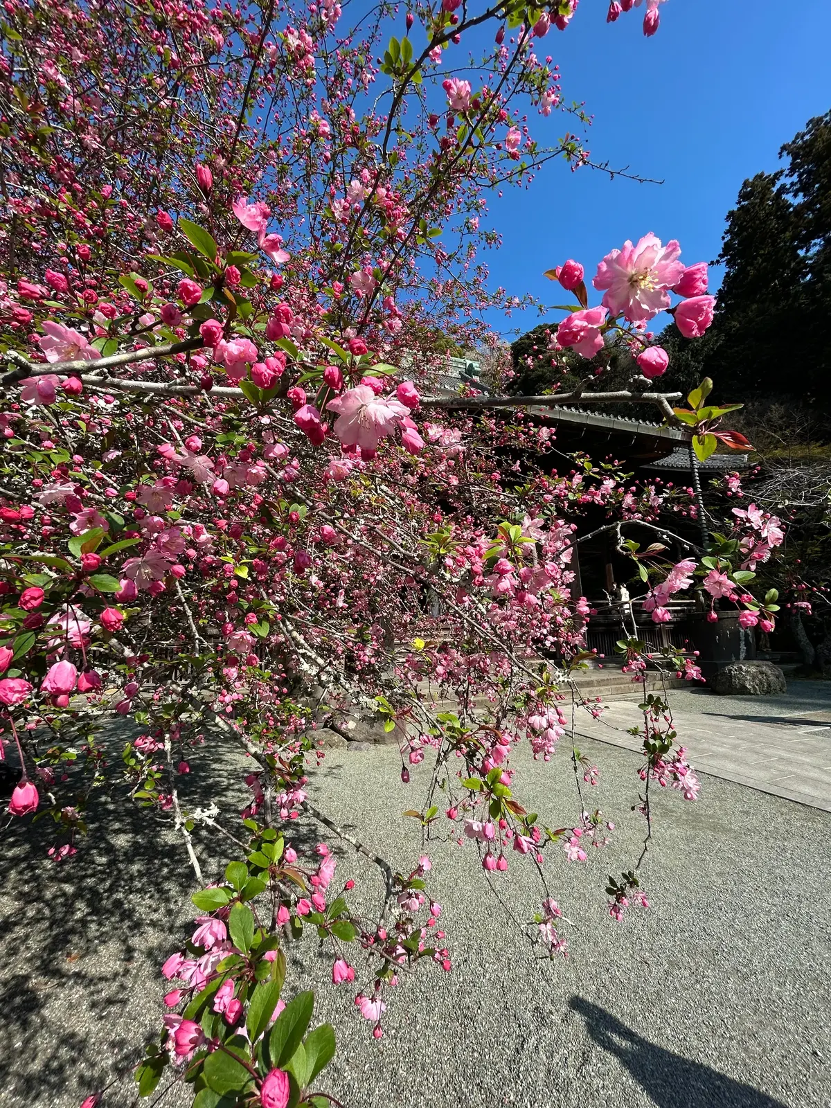 お花見　お花見スポット　　鎌倉桜　鎌倉グルメ　鎌倉観光   桜満開