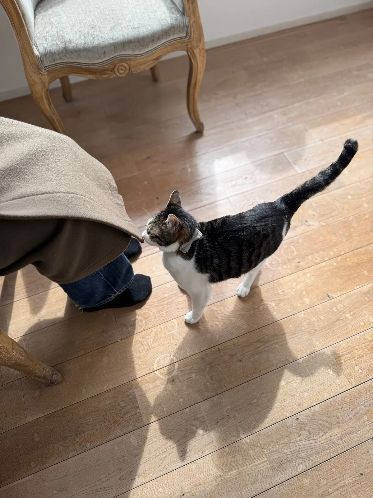 にゃんこに会いに、そして（ついでに）アフの画像_2