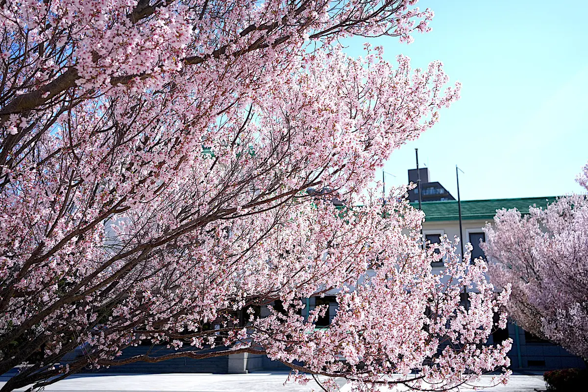 桜をめぐる、【ZARA】の春色レースキャの画像_7