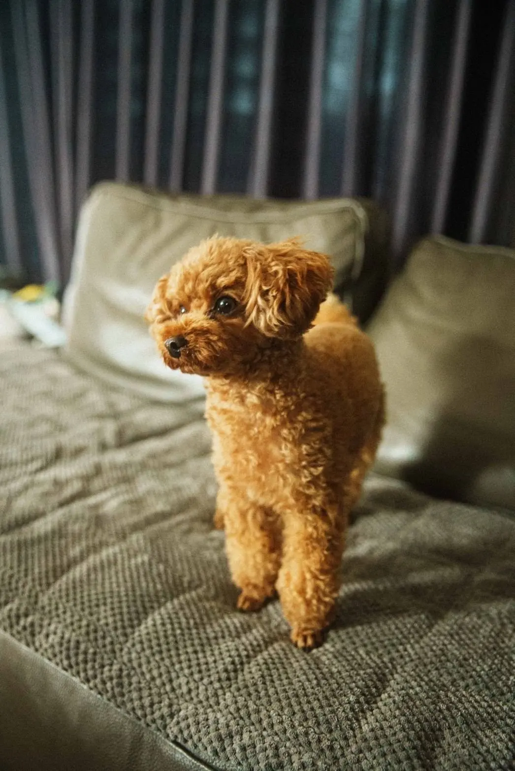 ふわふわの茶色のプードルが2匹、屋外のデッキに立っている。両方とも安全ハーネスを着用し、左の犬はリードを付けている。背景は緑豊かな庭。