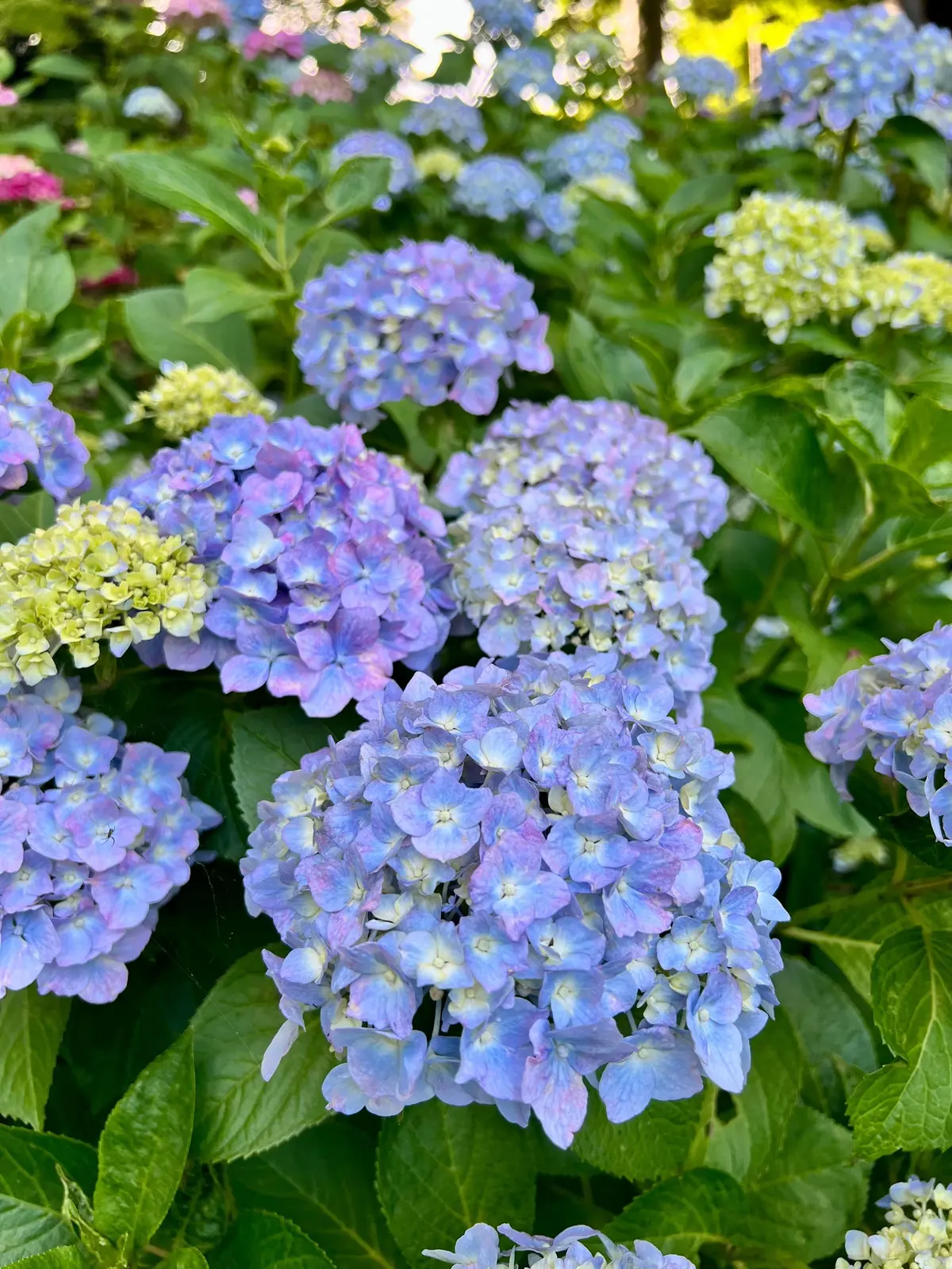 青いヒドランスの花が密集して咲き、緑の葉に囲まれている