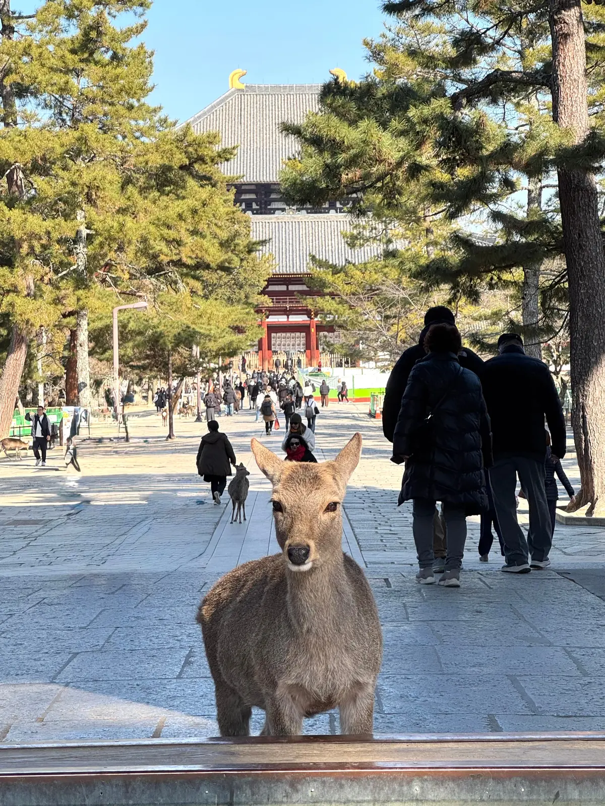 美味いもん＆御朱印を求めて母娘弾丸2人旅の画像_43