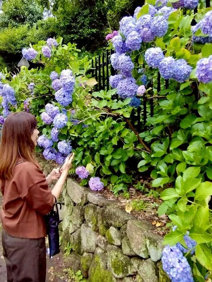 茶色の服を着た女性が、石垣に生い茂る青いヒメアジサイの花を携帯電話で撮影している。花は密集して咲き、緑の葉が背景に広がる。