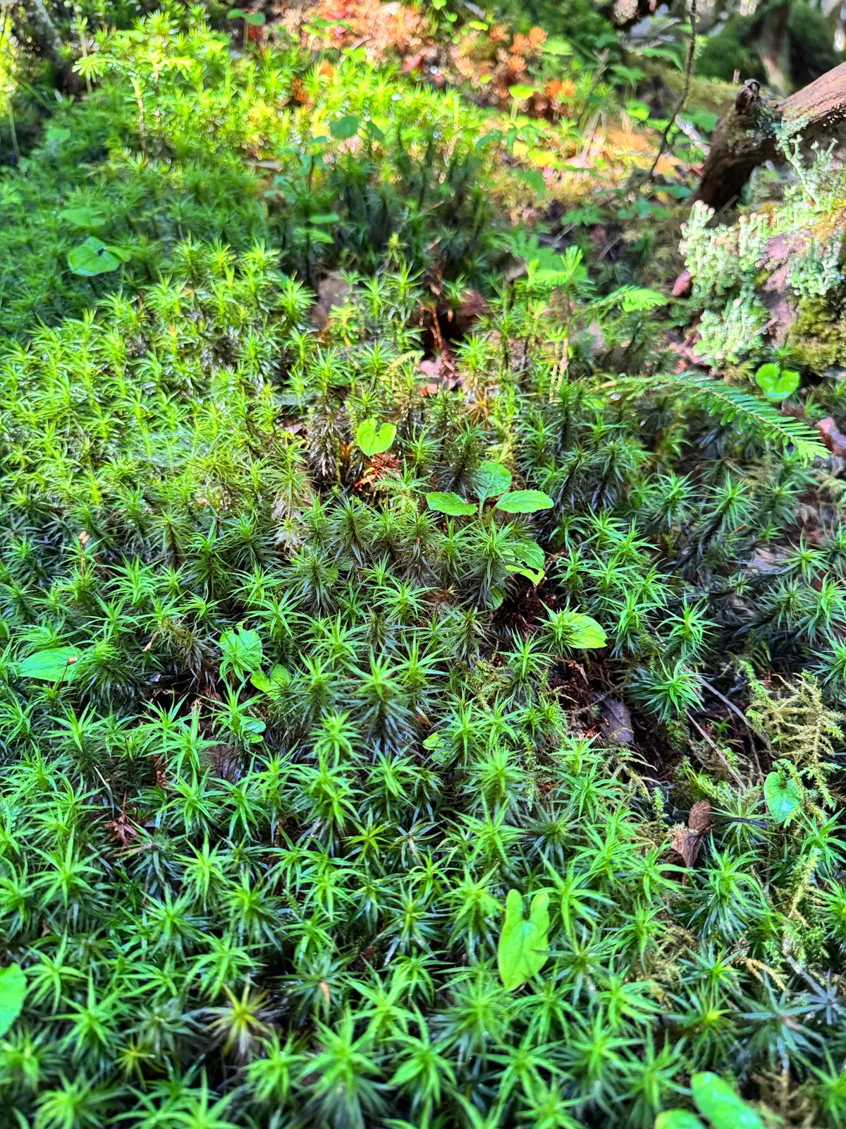 木陰に生える緑の苔むした地面。手前には鮮やかな緑色の苔が広がり、中央には葉の形状が異なる植物が点在する。背景には、赤や緑の葉を持つ植物が茂り、右端には苔むした倒木が見える。
