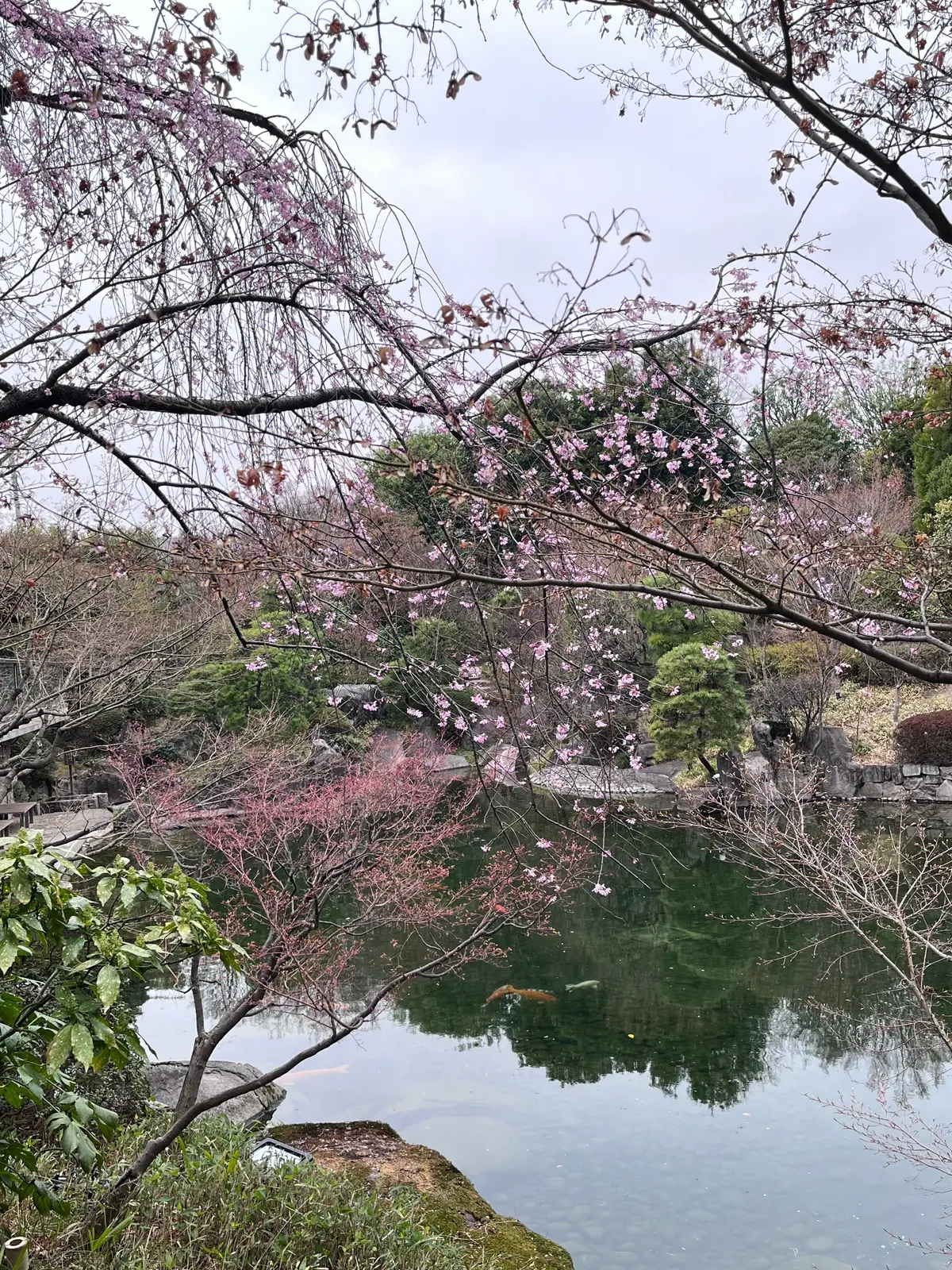 やっぱりかき氷も〝桜🌸〟＆いろいろなことの画像_8
