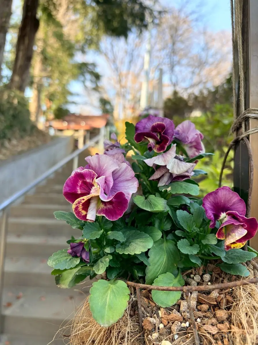 御嶽神社／富士浅間神社の花