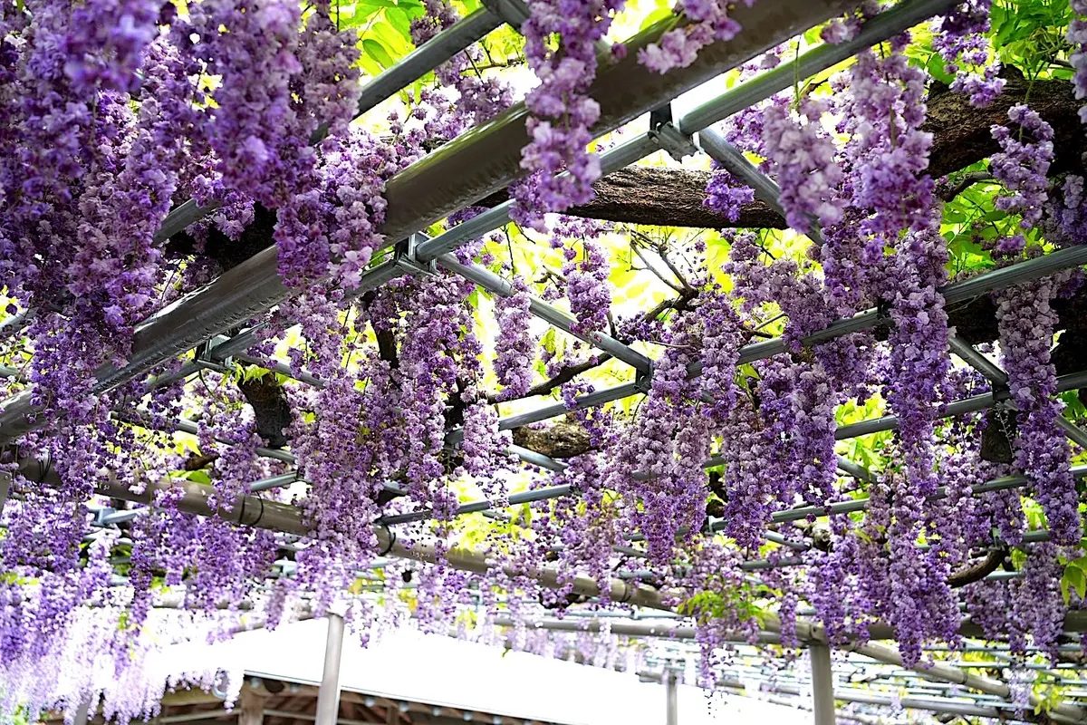 【愛知・津島】紫色と白の藤の花と、褒めらの画像_8
