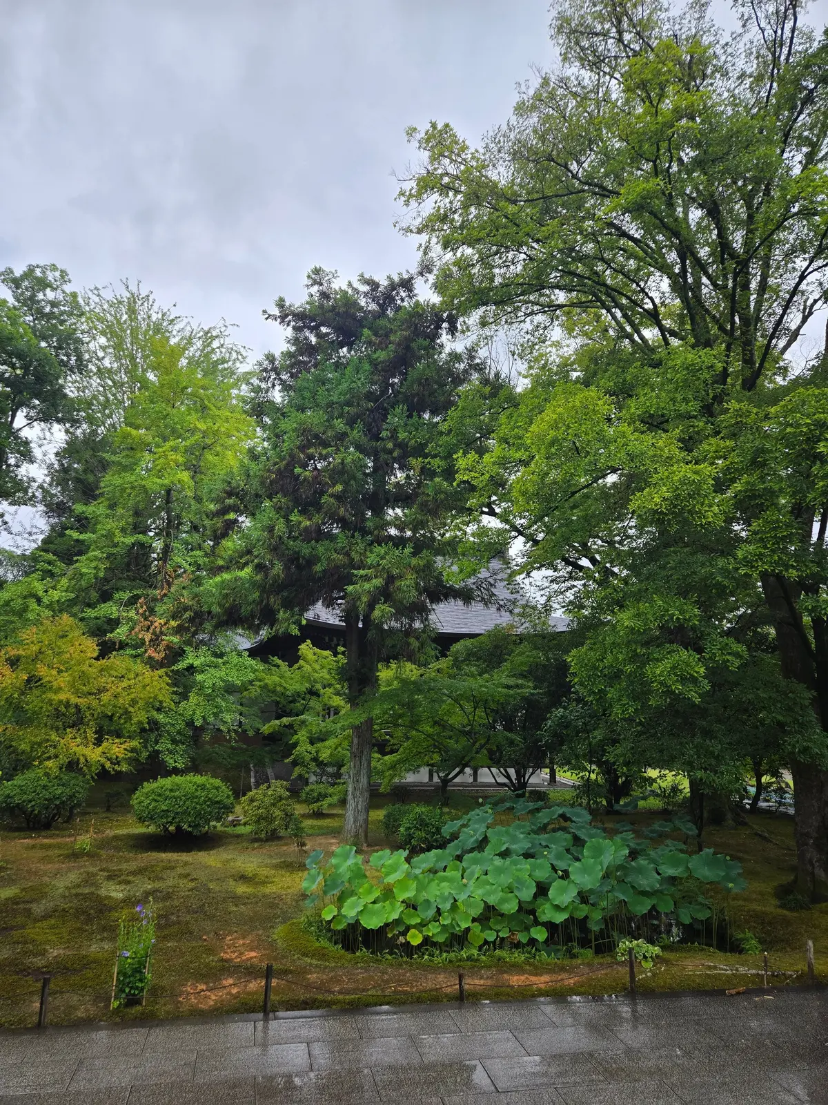 雨に濡れた庭園。緑豊かな木々が生い茂り、手入れされた芝生と睡蓮が配置されている。背景には伝統的な建物が見える。