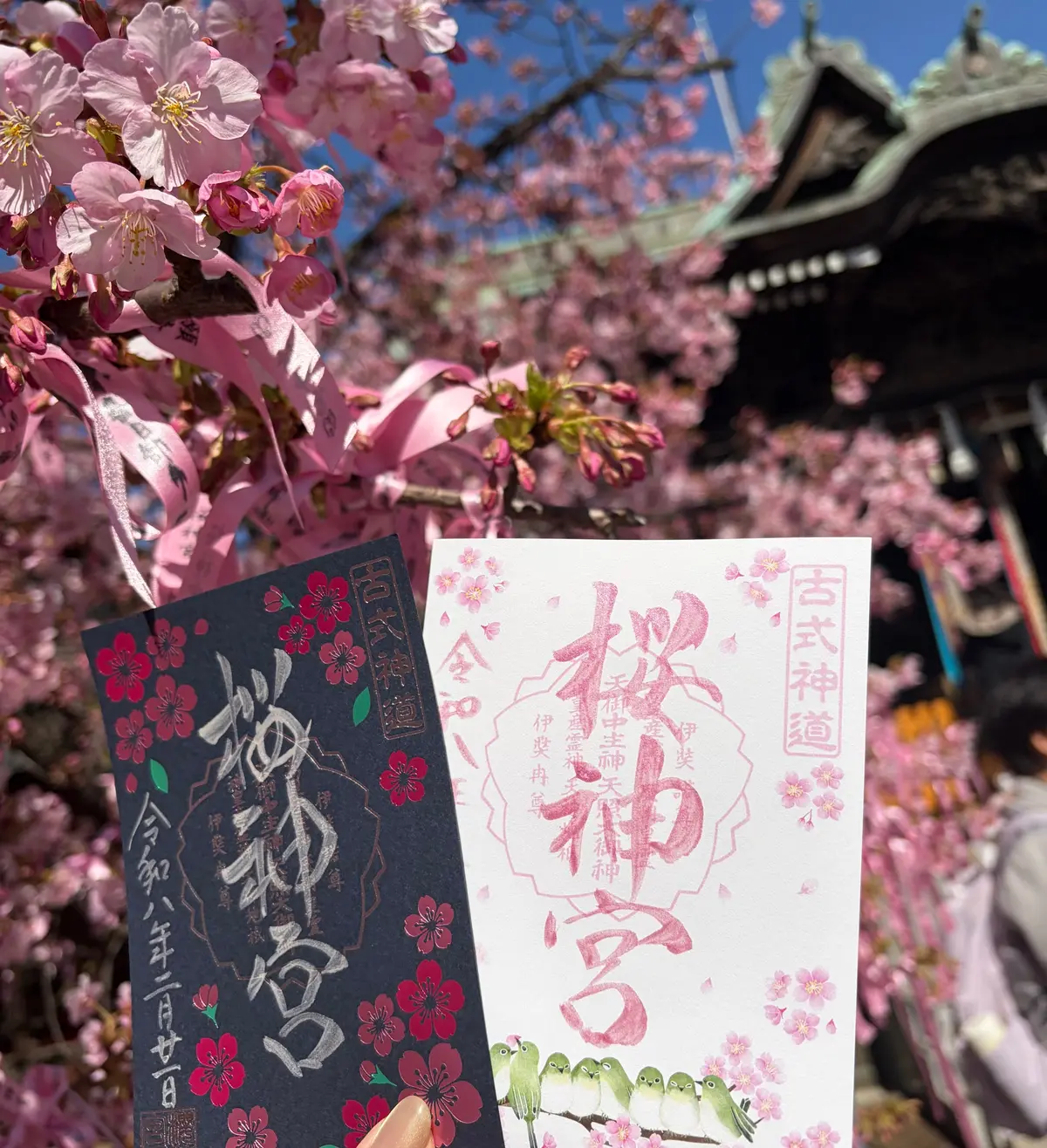 お花見　河津桜　開花情報　桜神宮　御朱印　世田谷散歩　御朱印散歩　ヴィヨン　バームクーヘン　桜新町　jマダムのブログ　世田谷の河津桜