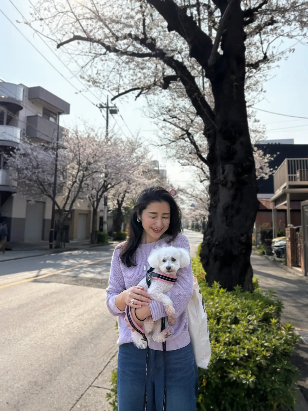 ラベンダーニット、ブルーデニム、白いトイプードル