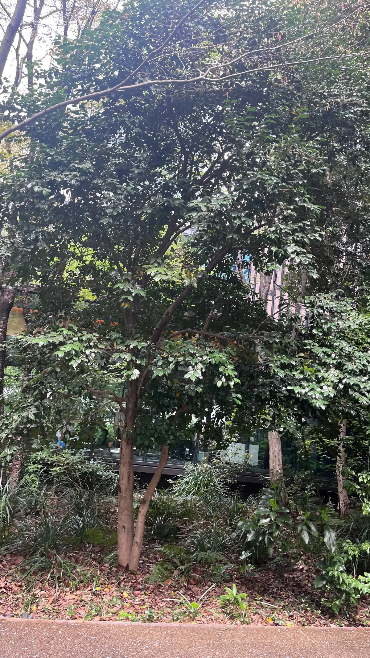 アマン東京【アルヴァ】へ✨初夏のホテルラの画像_5