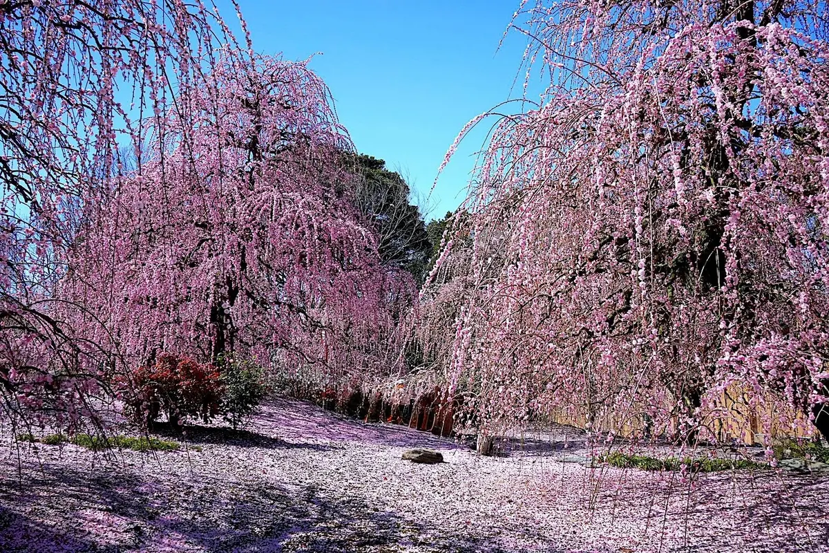 鈴鹿の森庭園のしだれ梅が見頃