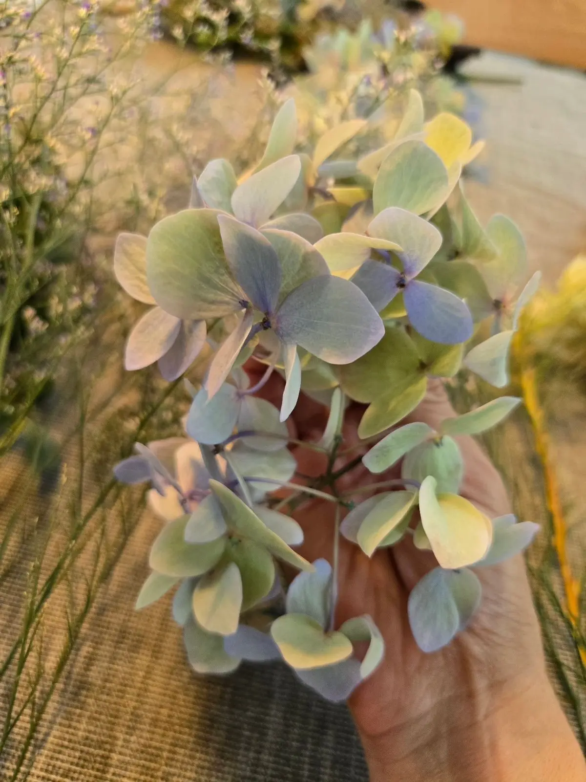 手の中に抱かれた、淡い緑色と青色のヒマワリ。背景には、茶色の布と他の花々が見える。