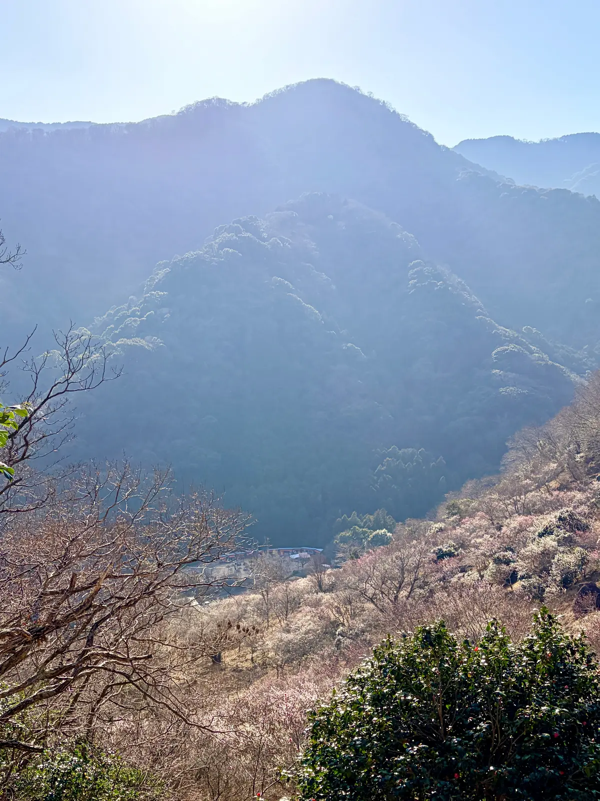 春の湯河原は、4000本の梅の花じゅうたの画像_6