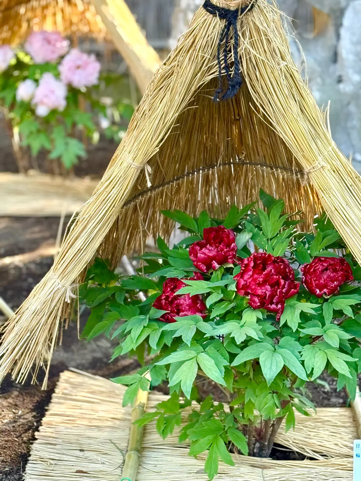 鎌倉　鶴岡八幡宮　境内　神苑ぼたん庭園