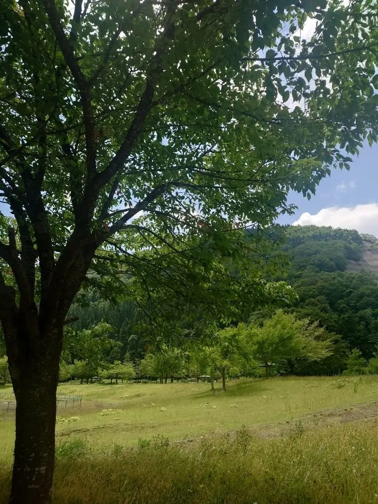 広大な緑の草原に木々が立ち、背景には山が広がる自然の風景