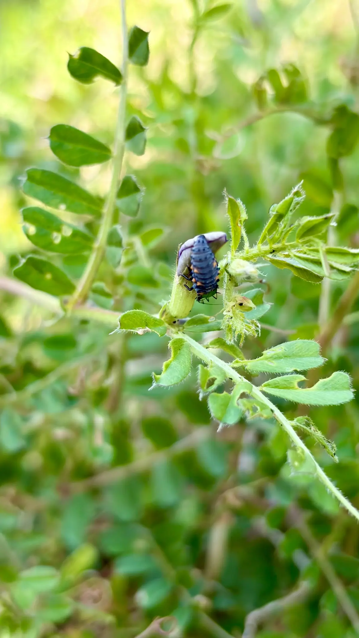 春のエネルギーを凝縮！野草で仕込む「春のの画像_6