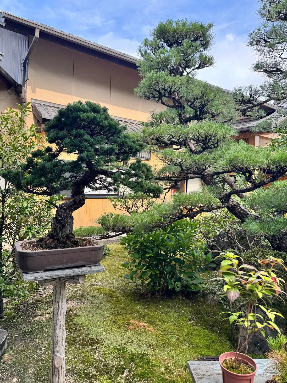 盆栽が置かれた庭で、緑の苔むした地面に様々な形の松の木が並ぶ。木製の台に置かれた大きな盆栽が中央にあり、背景には伝統的な建物が見える。