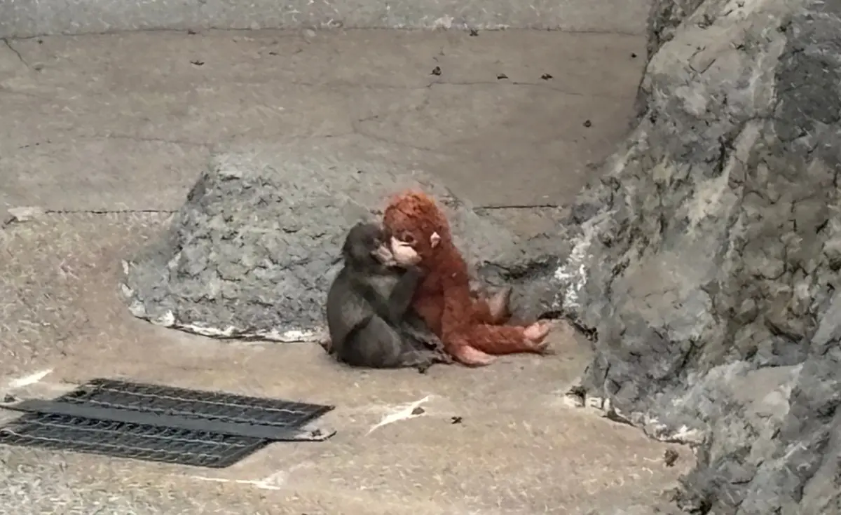 お猿のパンチくんに会いに🐒UNIQLOジの画像_1