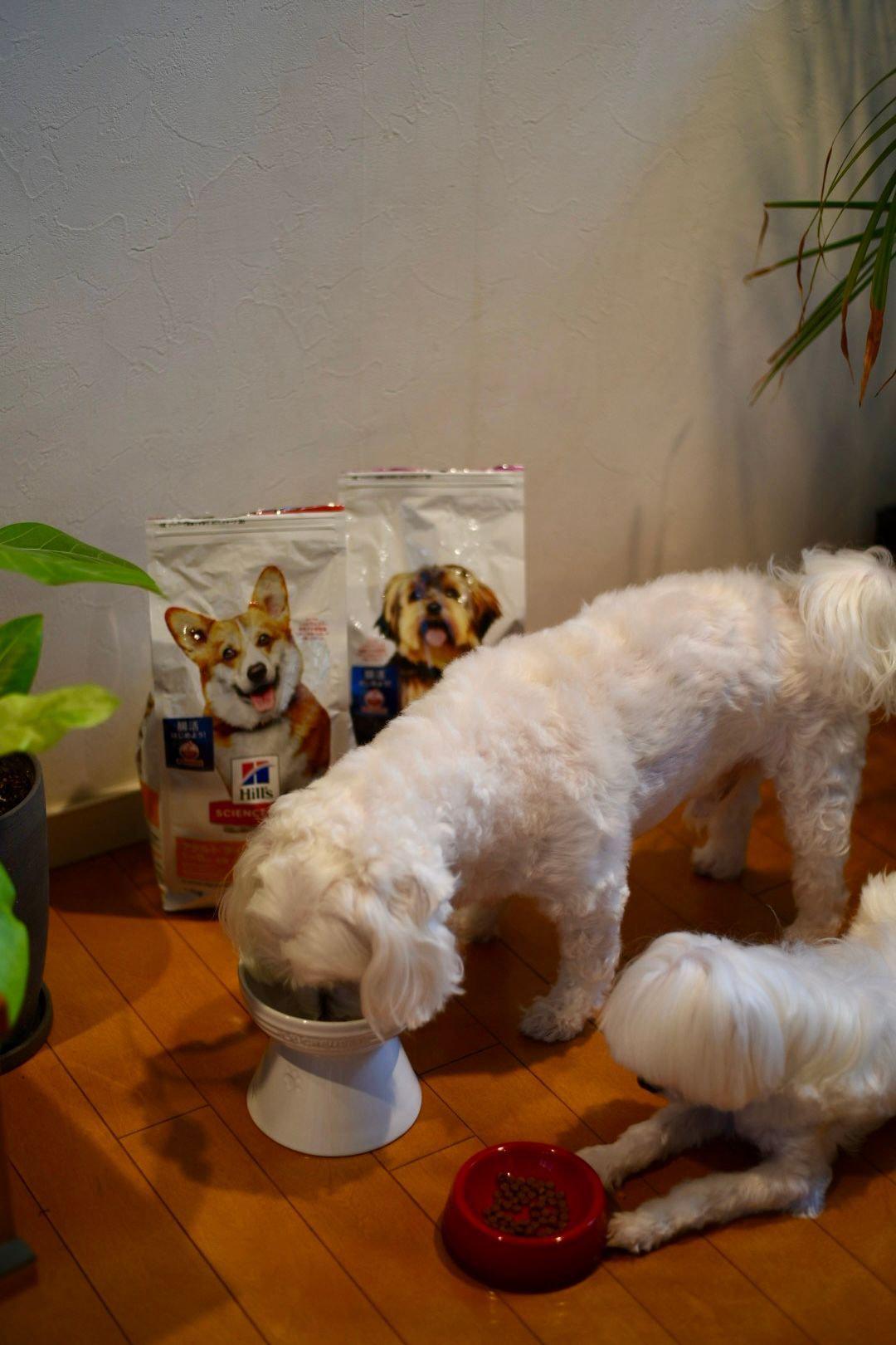 白い毛並みの犬が水を入れた銀色のボウルを食べている。足元には赤いボウルと、背景にヒルズ サイエンス・ダイエットのドッグフードの袋が置かれている。