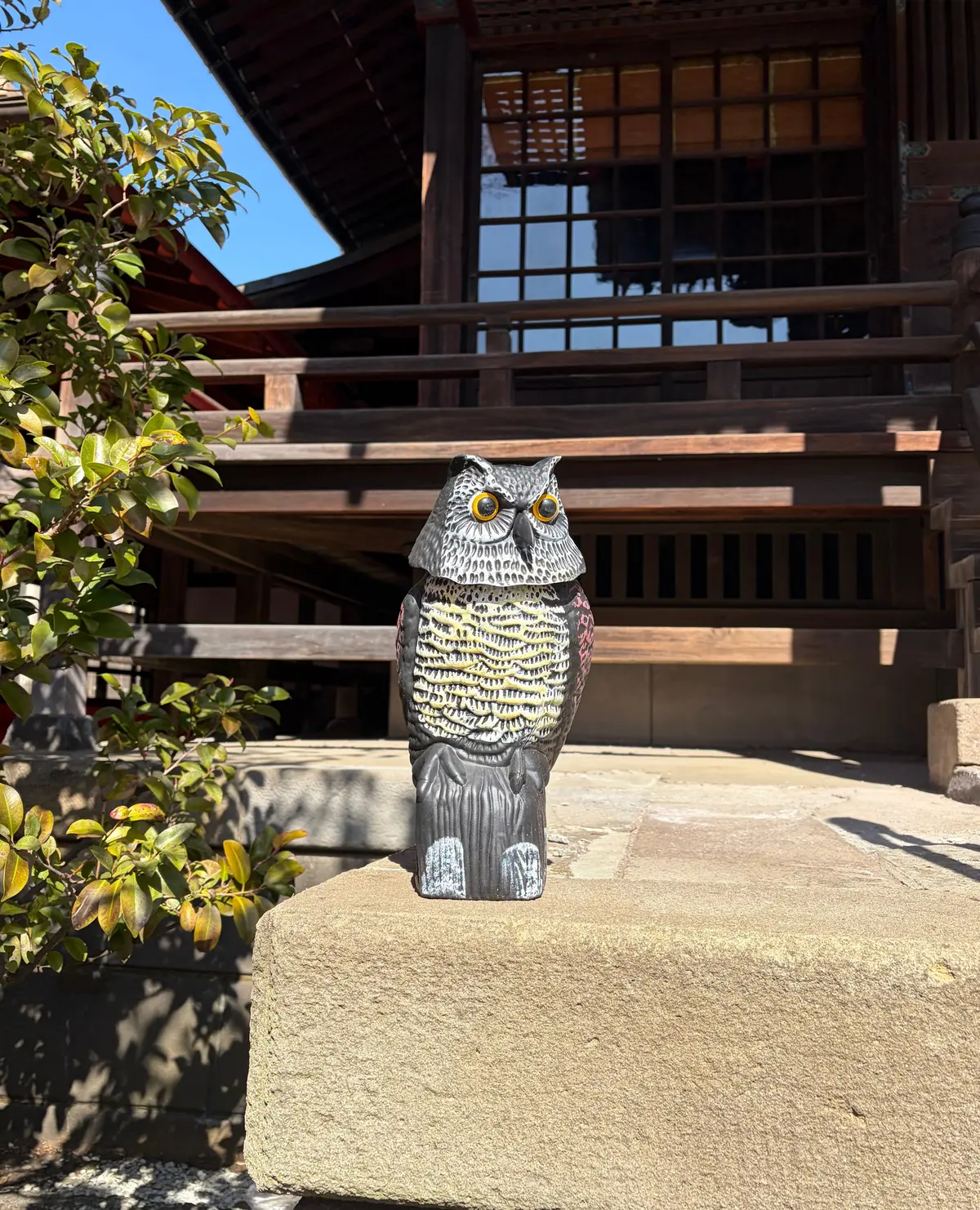 お花見　河津桜　開花情報　桜神宮　御朱印　世田谷散歩　御朱印散歩　ヴィヨン　バームクーヘン　桜新町　jマダムのブログ　世田谷の河津桜
