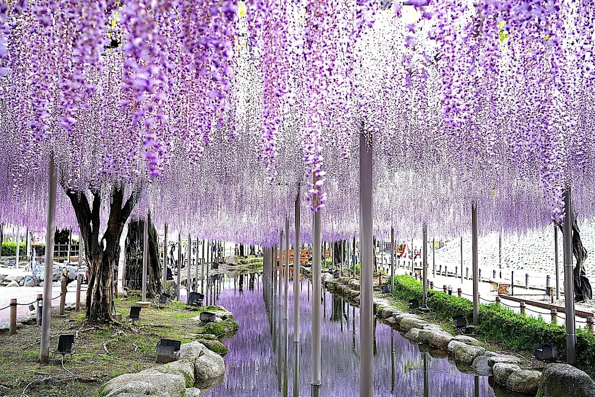 藤の花の名所「天王川公園」の藤
