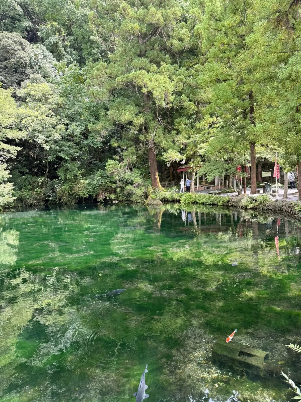 緑豊かな木々に囲まれた、透き通った水面が美しい池。水面には木々の緑と空の青が反射し、金魚が泳いでいる。背景には朱色の建物が見える。