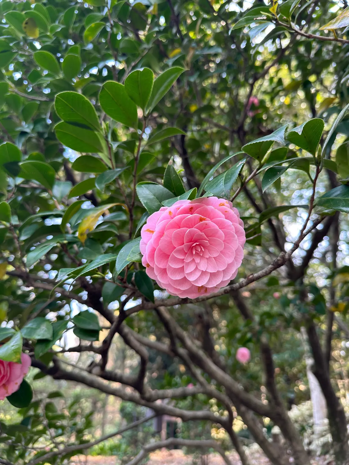 お花見　桜　九段下　千鳥ヶ淵　桜　2026　千代田のさくらまつり