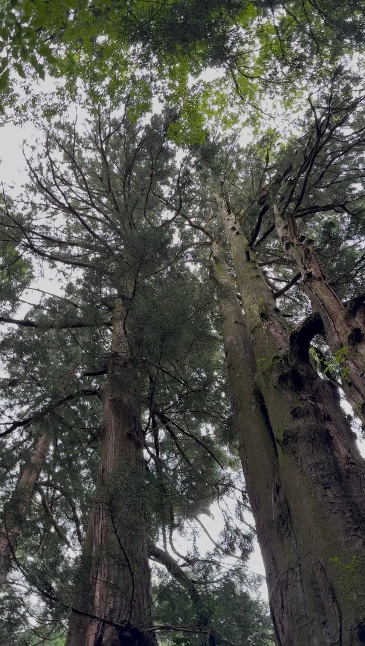 高くそびえる木々が上空を覆い、灰色の空がわずかに見える。幹は太く、樹皮は縦方向に深い溝がある。緑豊かな葉が枝を覆っている。