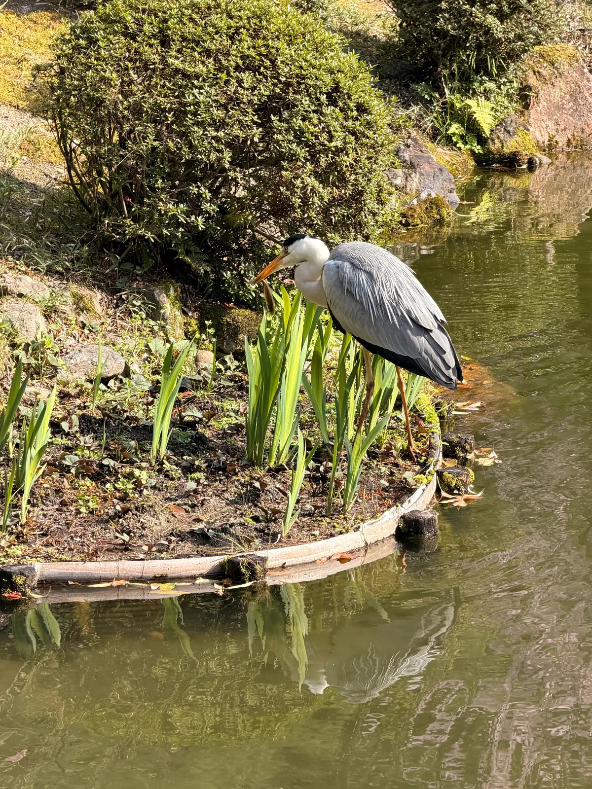 京都、桜さんぽ。満開の桜は天国のよう～平の画像_11