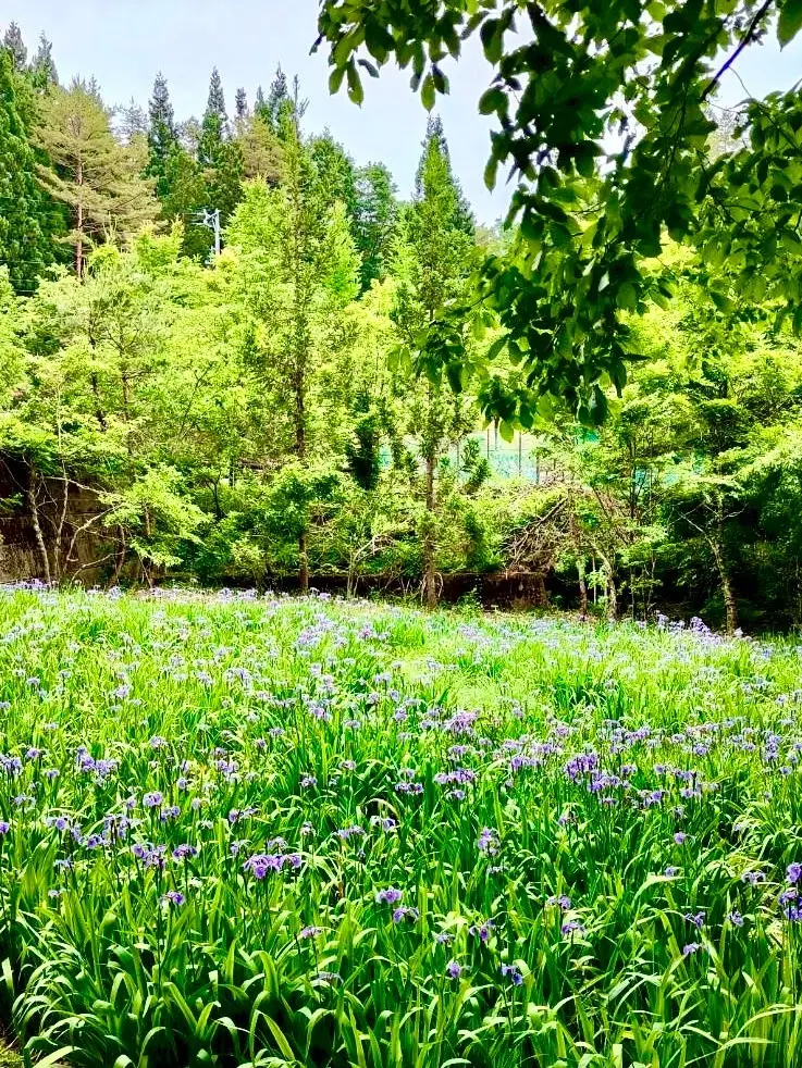 岐阜・郡上で出会った木の温もり「ハーベスの画像_18