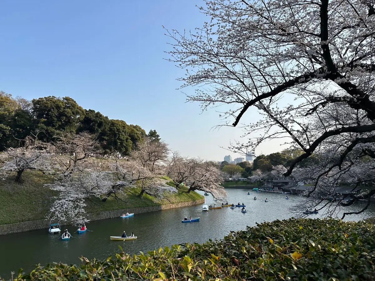 お花見　桜　九段下　千鳥ヶ淵　桜　2026　千代田のさくらまつり